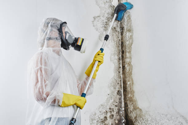 Trusted Chewelah, WA Mold Removal Experts