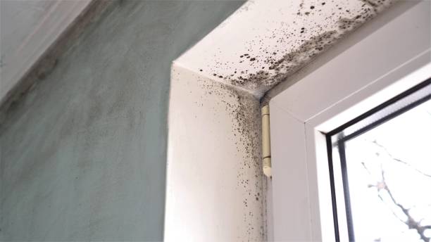 Best Professional Mold Removal  in Chewelah, WA