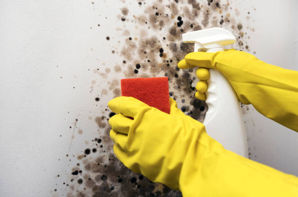 Best Office Mold Removal Services  in Chewelah, WA