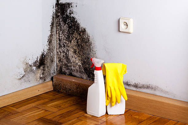 Best Attic Mold Removal  in Chewelah, WA
