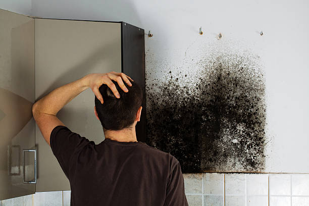 Best Mold Damage Repair  in Chewelah, WA