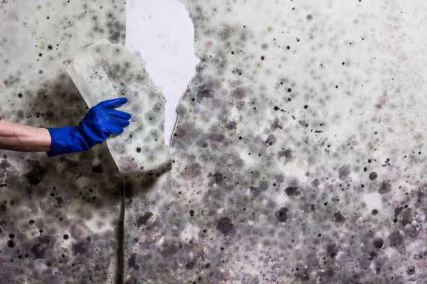 Best Fast Mold Removal  in Chewelah, WA