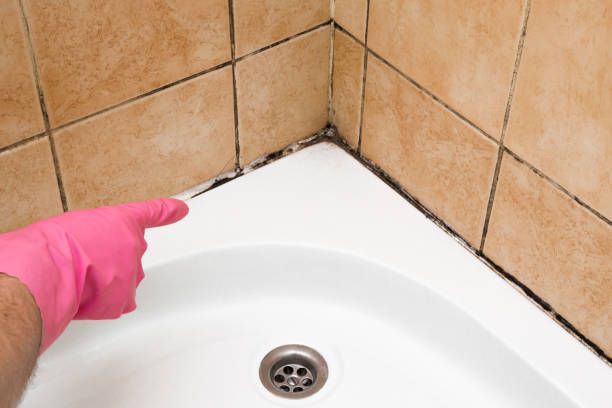 Best Home Mold Removal  in Chewelah, WA